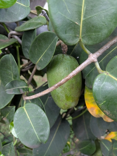 Jasmim-de-madagascar Variegado