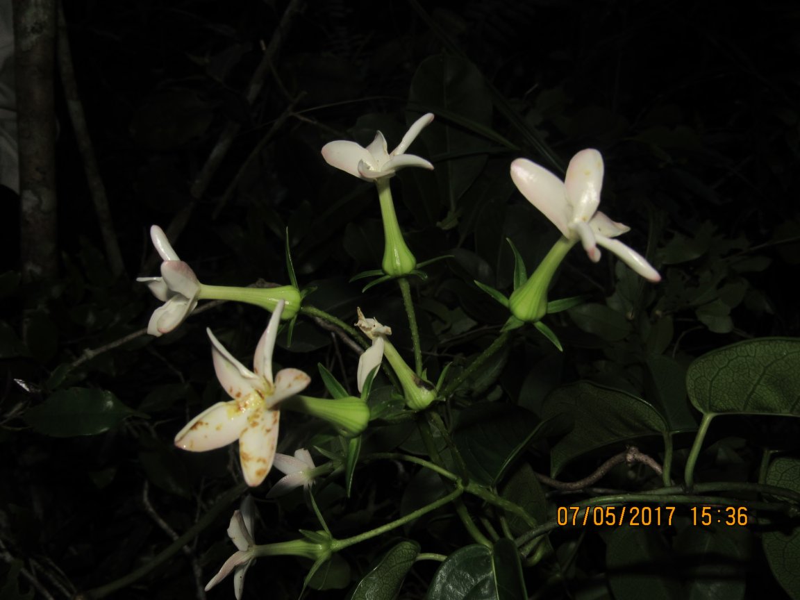Stephanotis Acuminado Silvestre