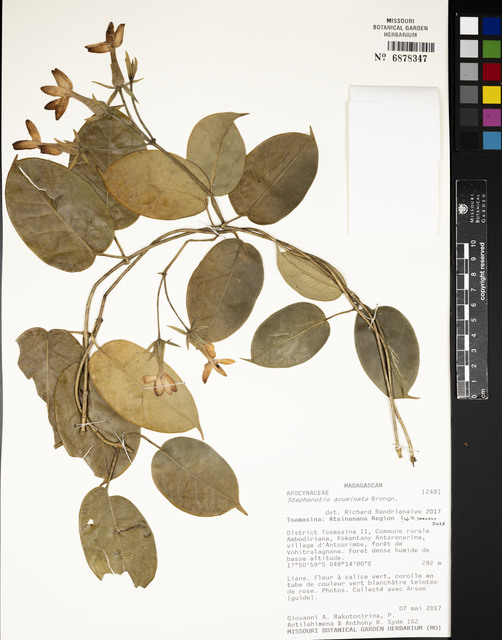 Stephanotis Acuminado Silvestre