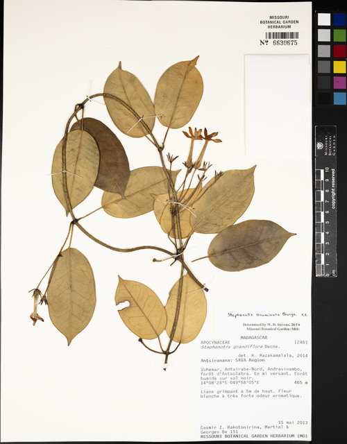 Stephanotis Acuminado Silvestre