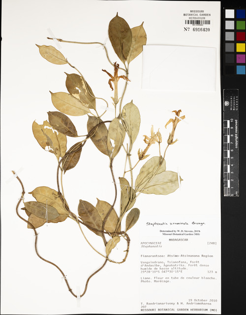Stephanotis Acuminado Silvestre