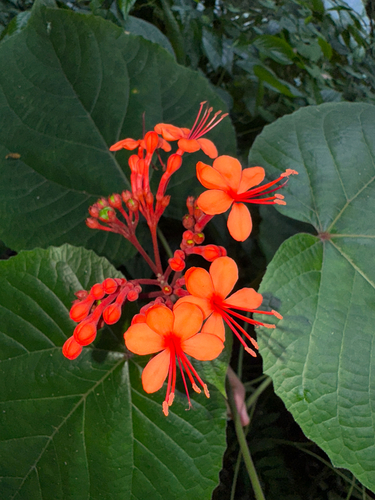 Clerodendro Trepador de Pagode