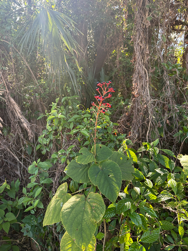 Clerodendro Trepador de Pagode