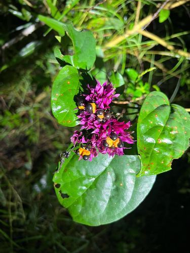 Clerodendro de Flores em Umbela