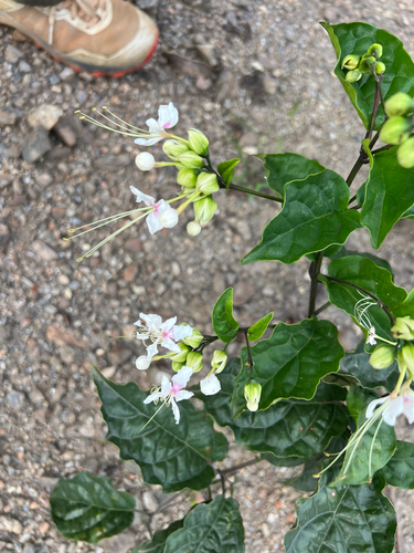 Clerodendro de Flores em Umbela