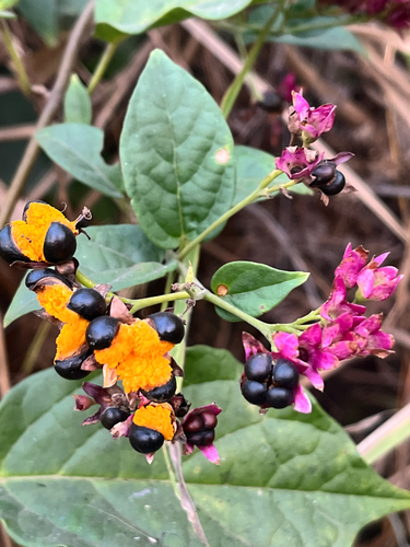 Clerodendro de Flores em Umbela