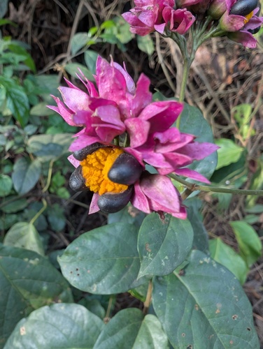 Clerodendro de Flores em Umbela