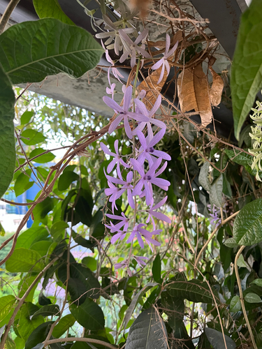 Viuvinha Roxa (Flor-de-são-miguel)