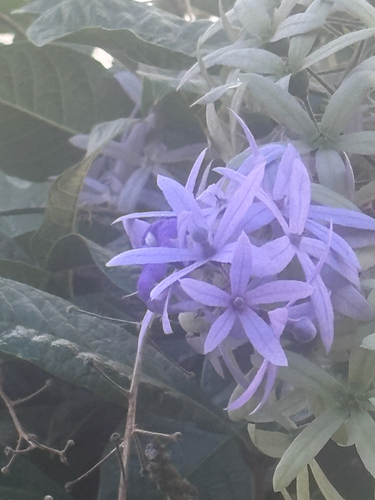 Viuvinha Roxa (Flor-de-são-miguel)