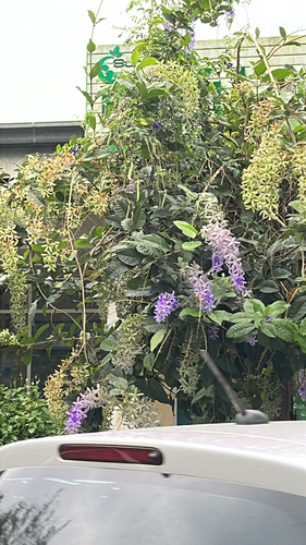 Viuvinha Roxa (Flor-de-são-miguel)