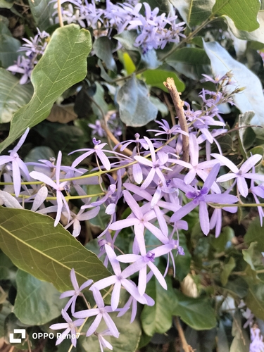 Viuvinha Roxa (Flor-de-são-miguel)