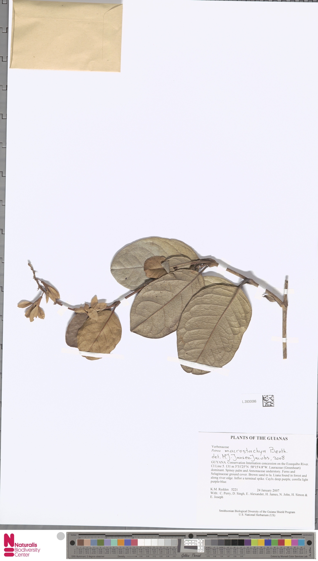 Flor-de-são-miguel da Amazônia