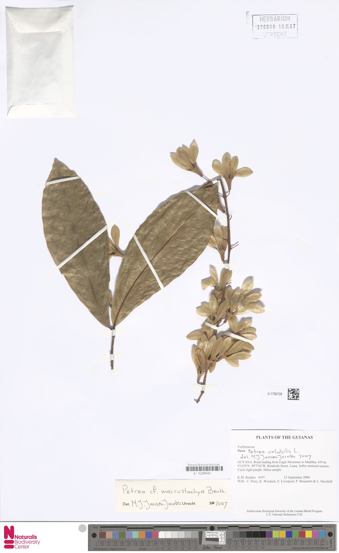Flor-de-são-miguel da Amazônia