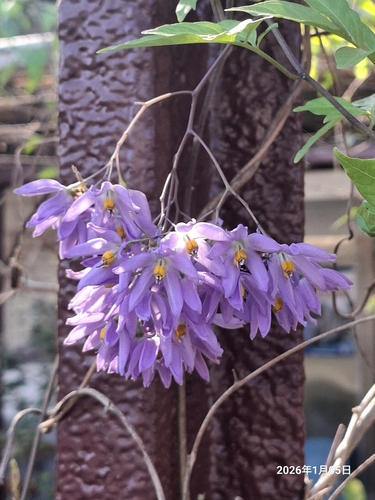 Jasmim-solano Azul-roxo (Glória-da-itália)