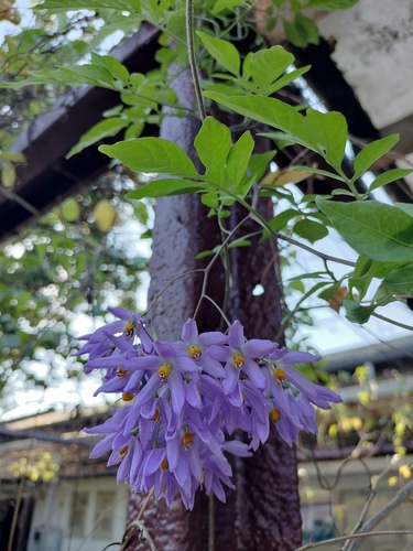 Jasmim-solano Azul-roxo (Glória-da-itália)