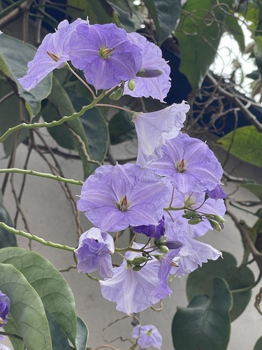 Solano-gigante da Costa Rica