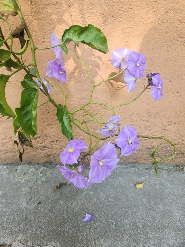 Solano-gigante da Costa Rica