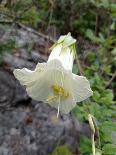 Cobéia Mexicana Rara