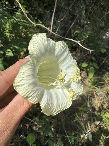 Cobéia Mexicana Rara