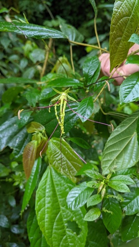 Cobéia Silvestre Gracilis