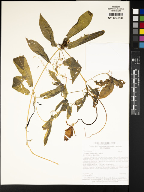 Cobéia Silvestre Gracilis