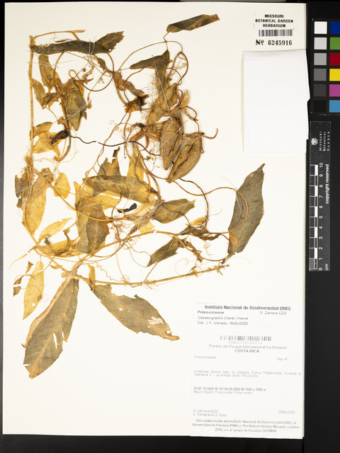 Cobéia Silvestre Gracilis