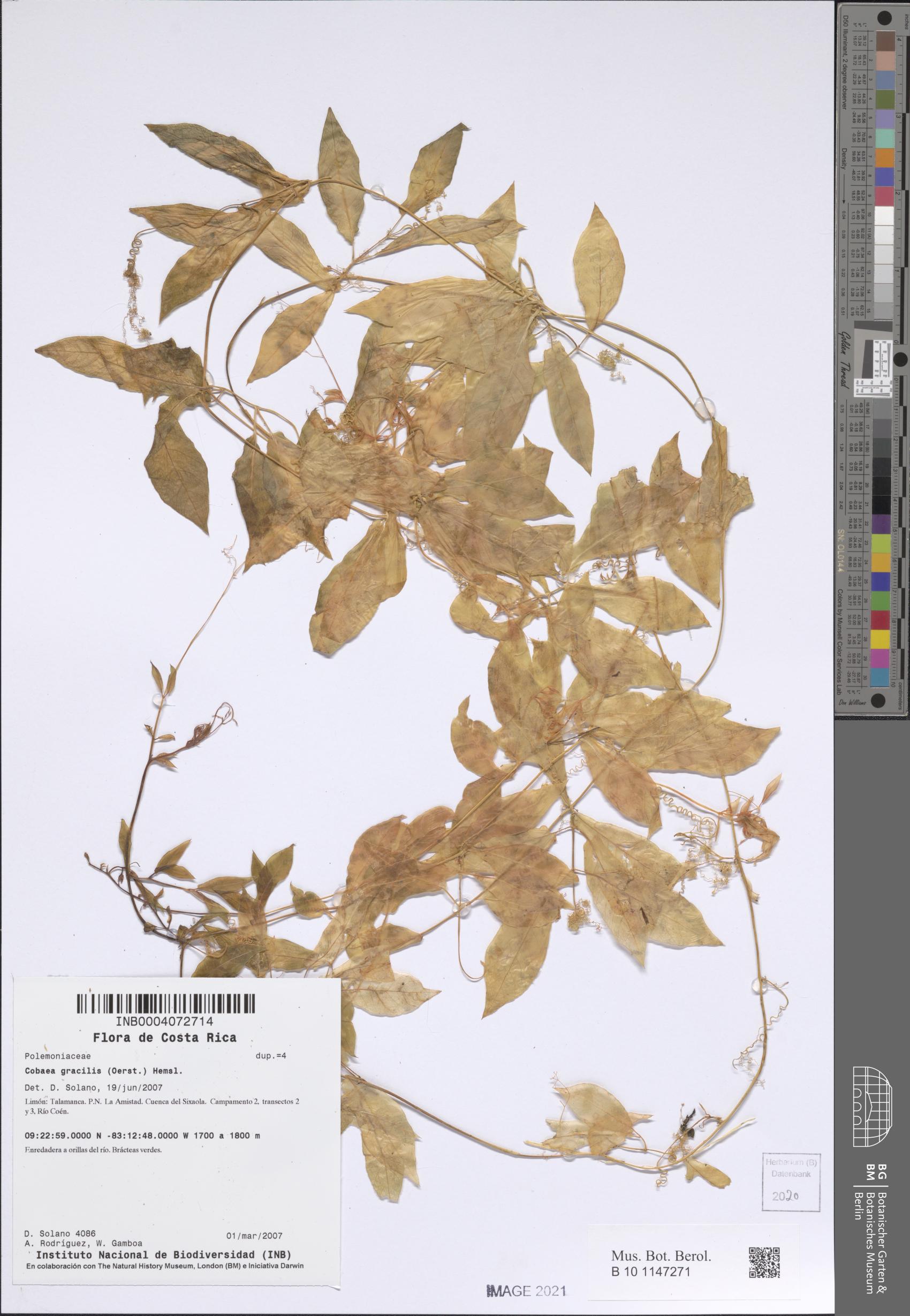 Cobéia Silvestre Gracilis