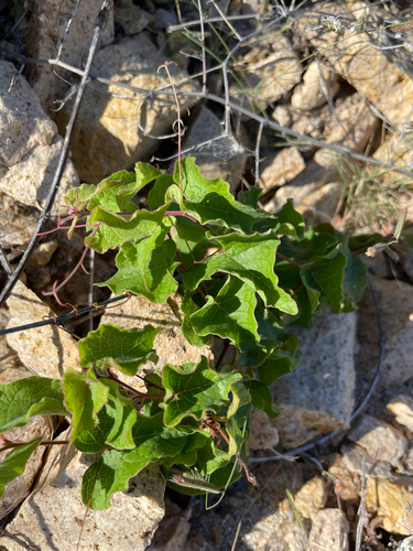 Amor-agarradinho Rosa (Cipó-mel)