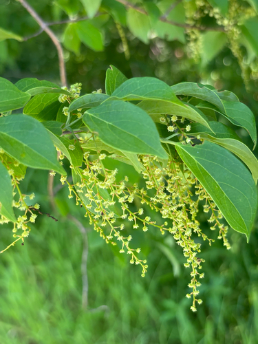 Jasmim-da-índia Perfumado (Quisquális)