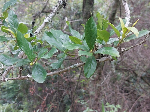 Jasmim-da-índia de Flores Dobradas