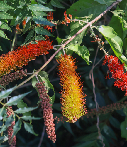 Jasmim-da-índia de Flores Dobradas