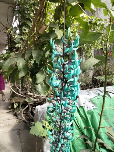 Jade-azul Gigante Juangobionis