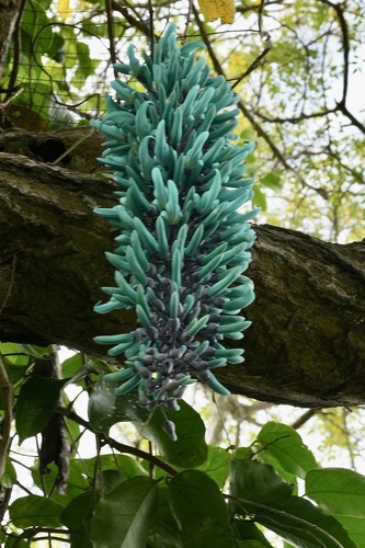 Jade-azul Gigante Juangobionis