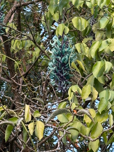 Jade-azul Gigante Juangobionis