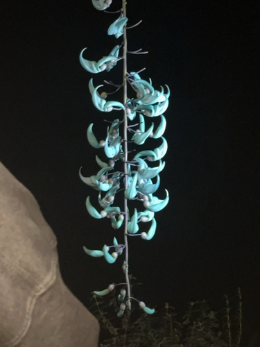Jade-azul Gigante Juangobionis