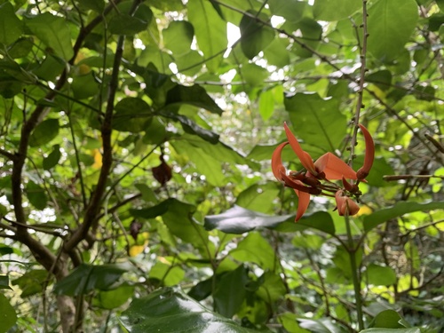 Jade-vermelha do Pacífico