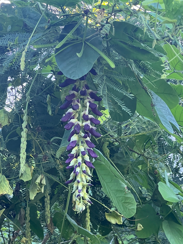 Pó-de-mico (Mucuna de Vagem Aveludada)