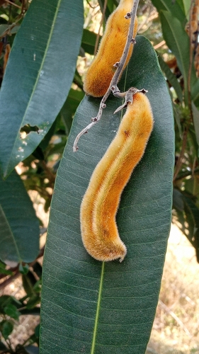 Pó-de-mico (Mucuna de Vagem Aveludada)