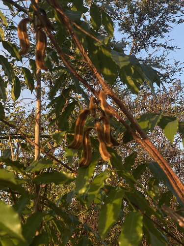 Pó-de-mico (Mucuna de Vagem Aveludada)