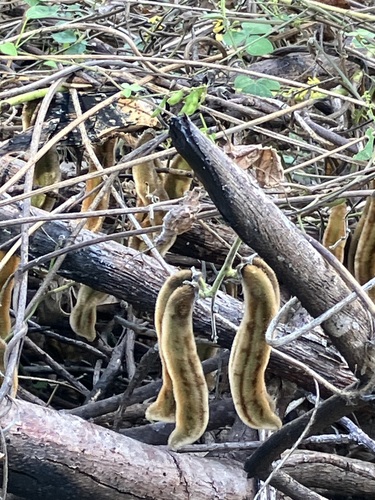 Pó-de-mico (Mucuna de Vagem Aveludada)