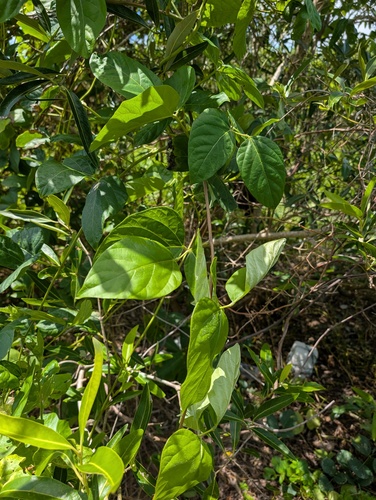 Cipó-olho-de-boi Silvestre