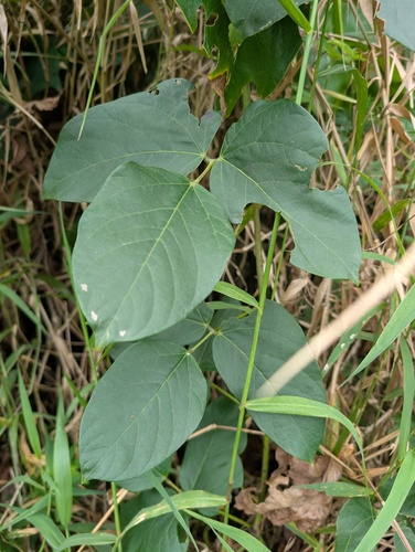 Cipó-olho-de-boi Silvestre
