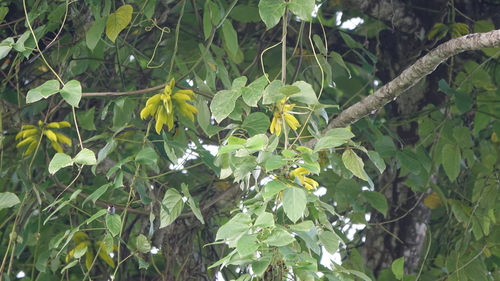 Cipó-olho-de-boi Silvestre