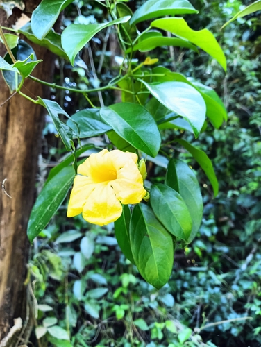 Cipó-d'alho da Borda Branca