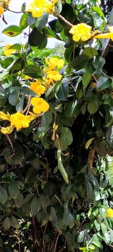Cipó-d'alho da Borda Branca