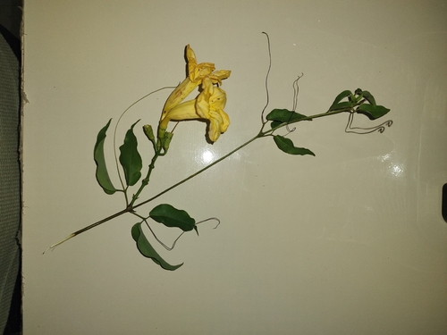 Cipó-d'alho Paulista