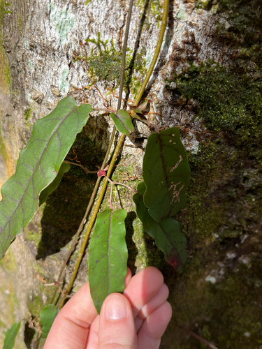 Bignônia-alaranjada de Garras-de-gato