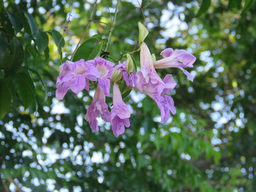 Bignônia-rosa (Cipó-bela-flor)