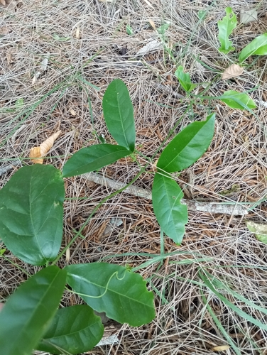 Bignônia-rosa (Cipó-bela-flor)