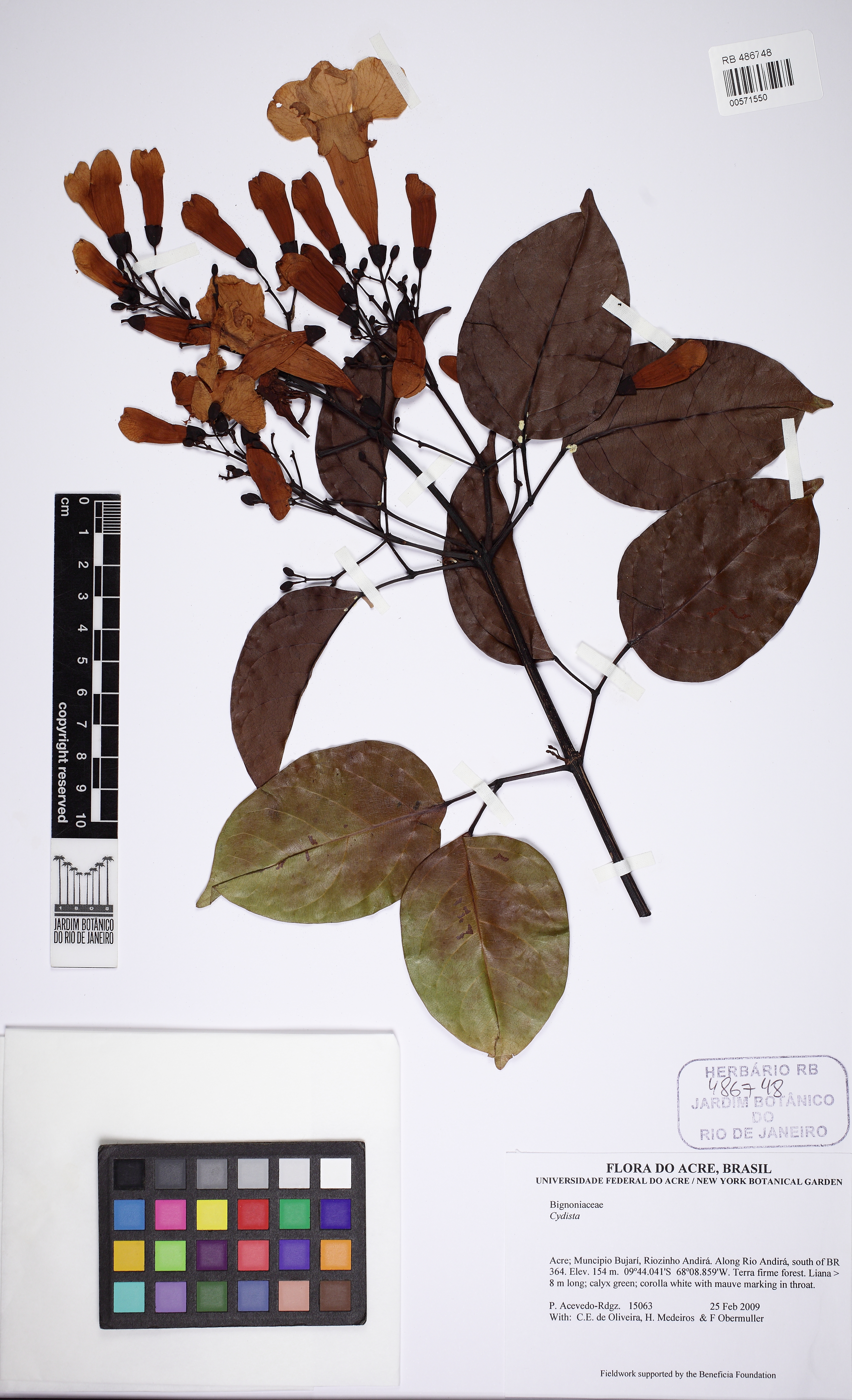 Bignônia Vermelha de Floresta